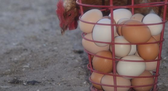 We discovered long ago that happy chickens = DELICIOUS, healthy eggs.  