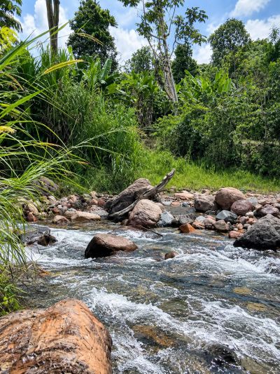 A flowing stream surrounded by rocks and lush greenery.