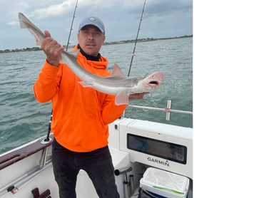 sea fishing - smooth hound