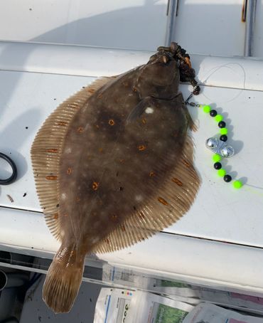 sea fishing - plaice