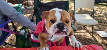 A bulldog with a pink bow sitting on a chair at a table outdoors.