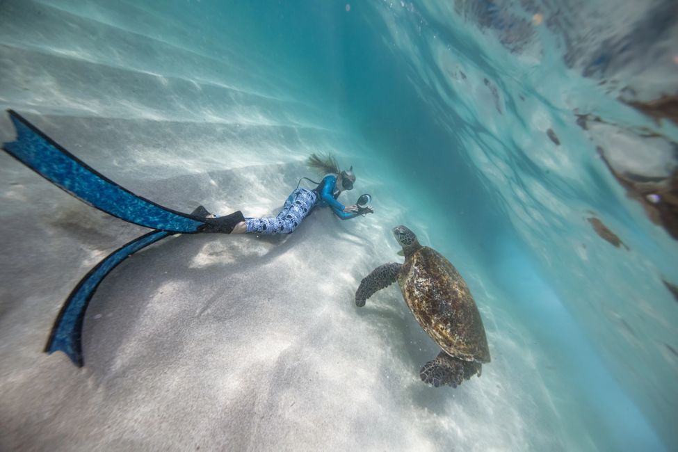 One Ocean Diving Reservation Shark Dive, One Ocean Diving One Ocean