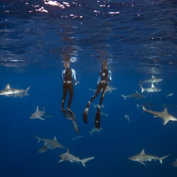 One Ocean Diving Diving With Sharks Shark Dive Hawaii