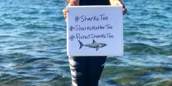 shark conservation next generation one ocean educational outreach ambassador Moana