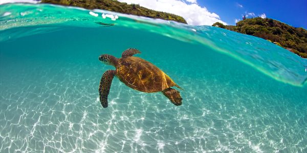Sustainable Coastlines (Hawaii) - The Turtle Straw - Strawesome