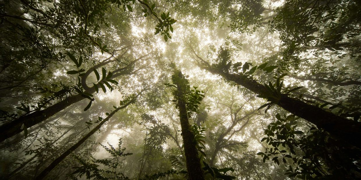 Sunlight filters through tall, misty forest trees covered in lush green foliage.