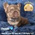 A one-eyed puppy named Pepper with a blue collar on a fluffy blue blanket.