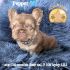 Small brown puppy named Pepper on a blue fluffy blanket.