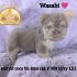 Cute fluffy puppy named Wasabi posing on a purple blanket.
