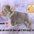Tiny fluffy puppy named Wasabi wearing a pearl necklace, standing on a purple blanket.