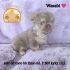 Adorable small puppy named Wasabi wearing a pearl necklace on a purple blanket.