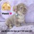 Adorable puppy named Wasabi wearing a pearl necklace, sitting on a soft purple blanket.