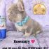 A small puppy named Rosemary with a blue beaded necklace sitting on a purple blanket.