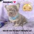 Cute fluffy puppy named Rosemary with a blue bead necklace sitting on a purple blanket.