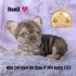 Adorable puppy named Basil with a pearl necklace on a soft purple blanket.