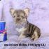 Cute puppy with one eye and a pearl necklace sitting next to a Red Bull can.