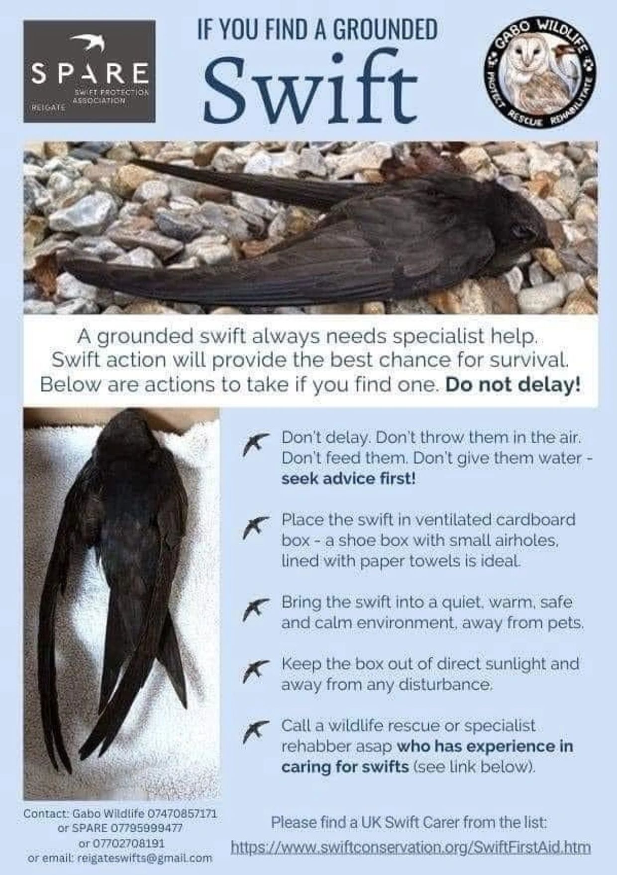 swift bird first aid, save swift birds, swifts 