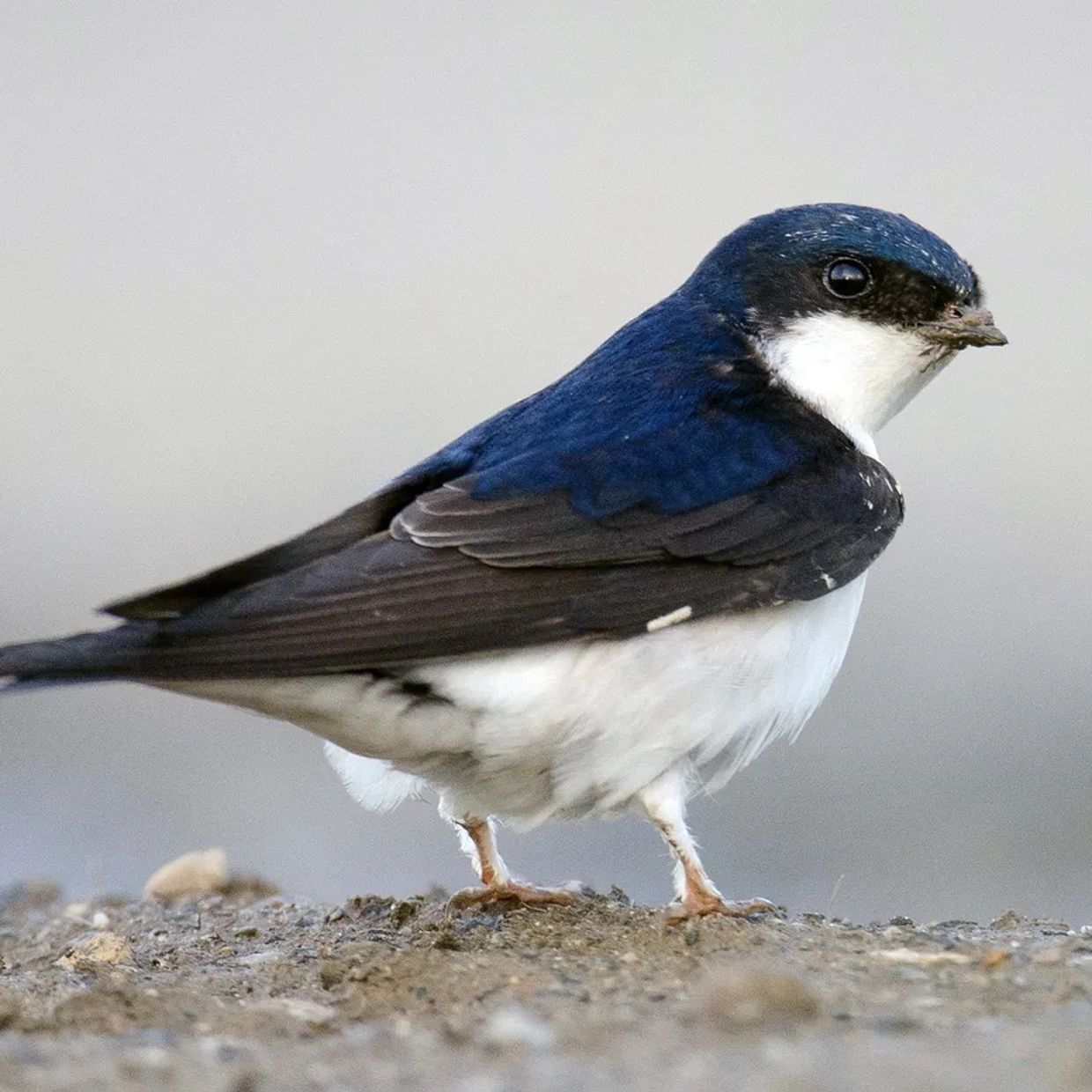 house martin bird on ground 