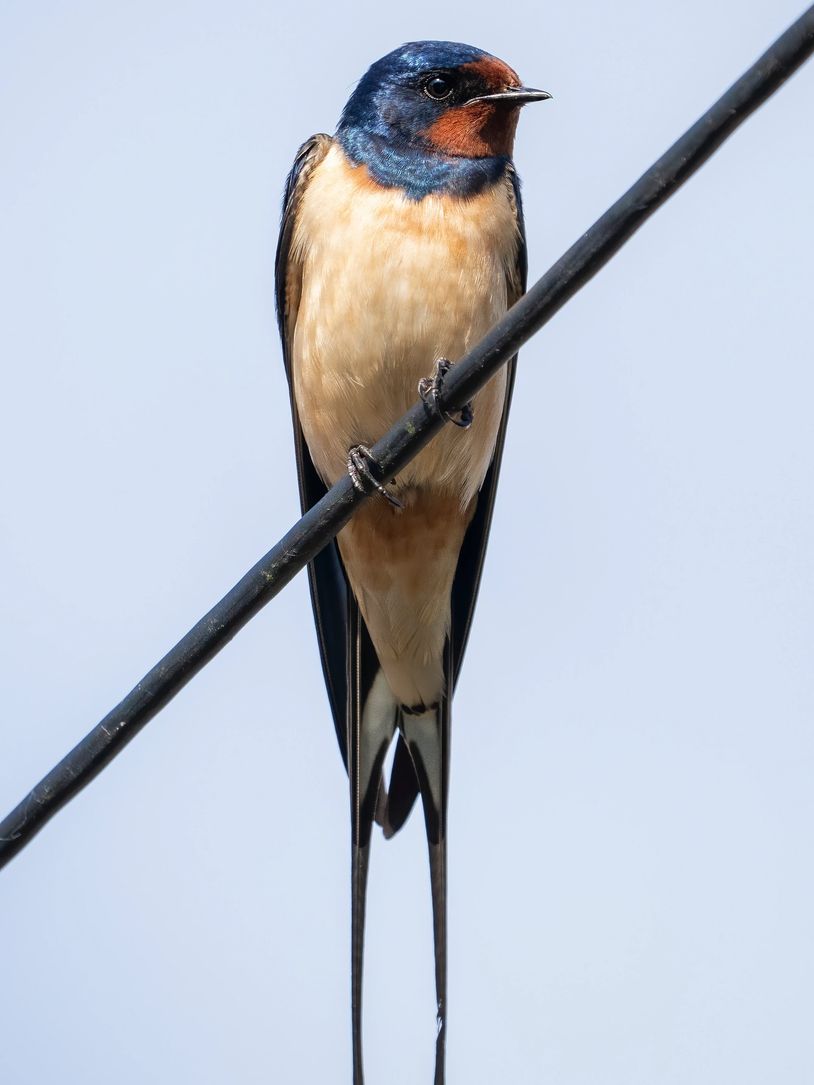 A swallow on a cable, swallow photo, barn swallow, swallows, migratory birds? gabo wildlife 