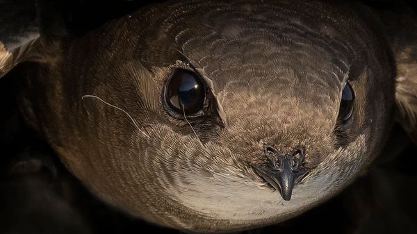 swifts, Swift birds, world swift day, apus apus, bird swift, gabo wildlife, robert booth 