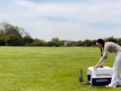 A kestrel is released back into the wild by Carly Ahlen, founder of Gabo wildlife in Kent 