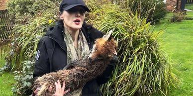 Carly Ahlen holds a fox that was illegally hunted 