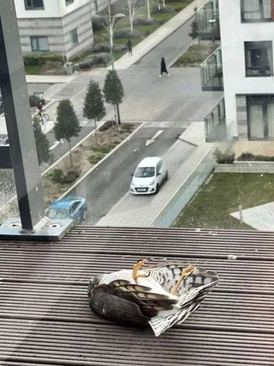 Sparrow hawk unconscious after flying into window is saved by Gabo wildlife 