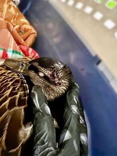 Carly Ahlen rescues duck on M25 emergency. Local press release 