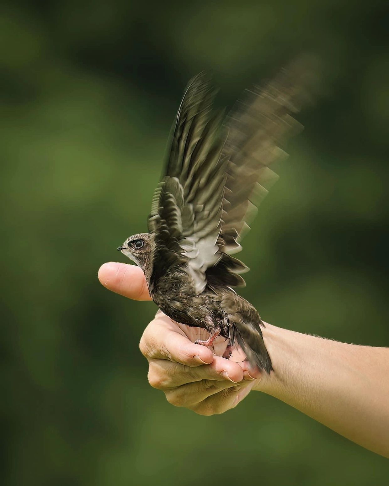 Our carer releasing a hand reared swift.

Photography by Nathan Hammonds 
www.nathanhammonds.com 