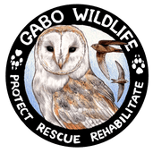 Gabo Wildlife