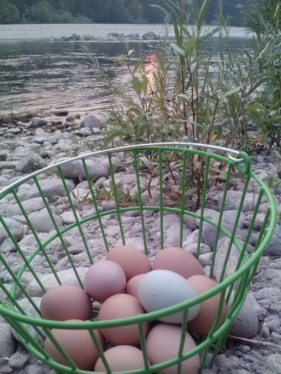 Farm fresh eggs by the Bitterroot River