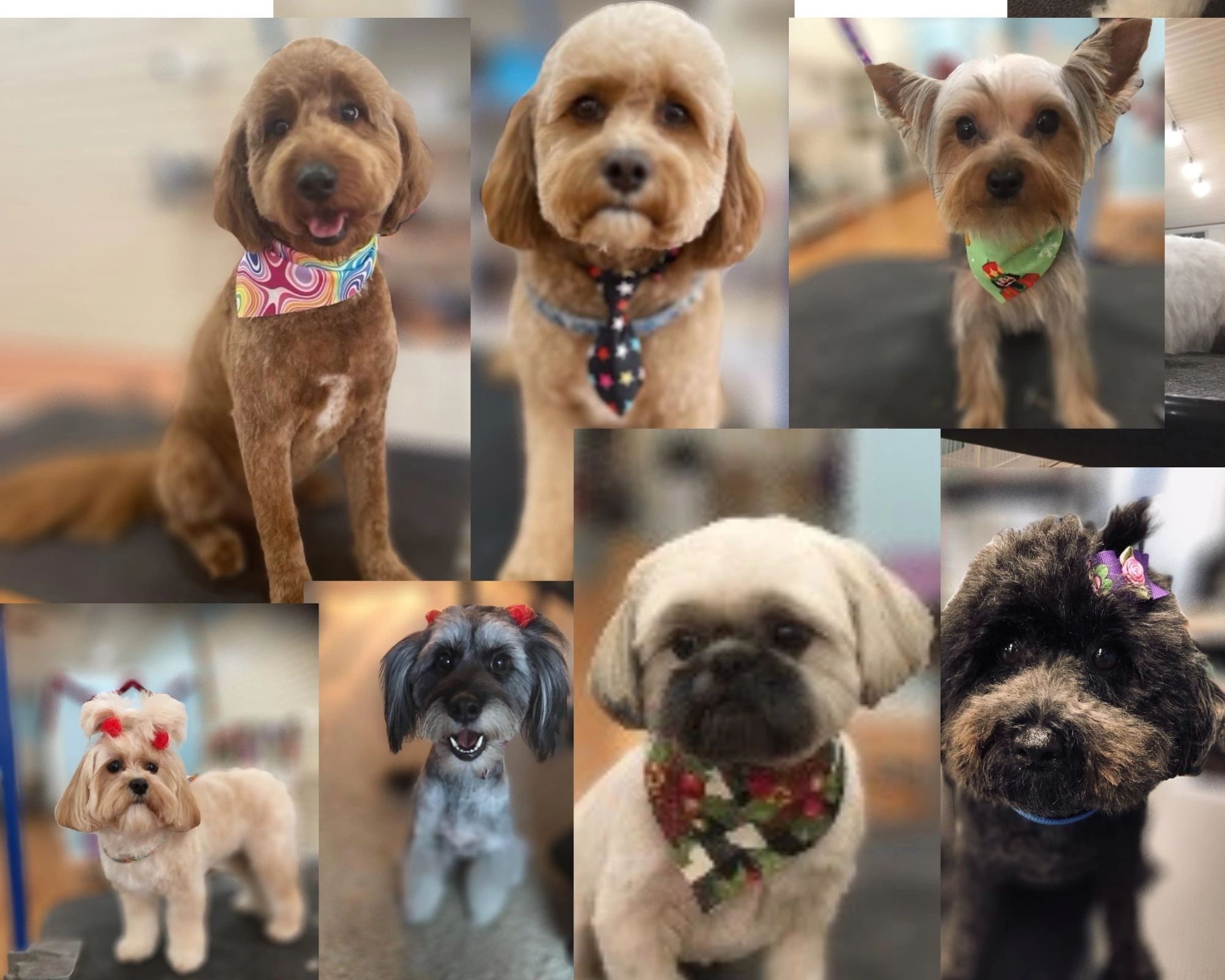 View of The 10 Best Dog Groomers Near Me (with Prices & Reviews) - HomeGuide