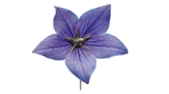Affinity Psychological Service
