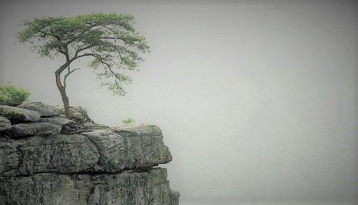 Tree Stone Artisans