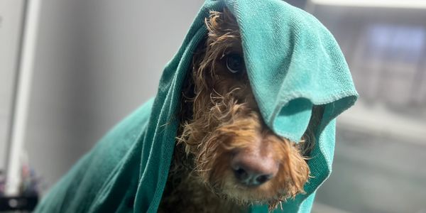 Dog in towel after a bath