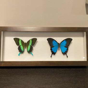 Deux papillons colorés encadrés, un vert et noir, l'autre bleu et noir.