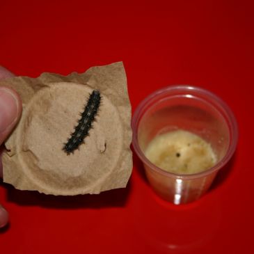 Chenille noire posée sur un support en papier avec un récipient en plastique à côté.