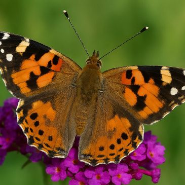 Papillon orange et noir posé sur une fleur violette.