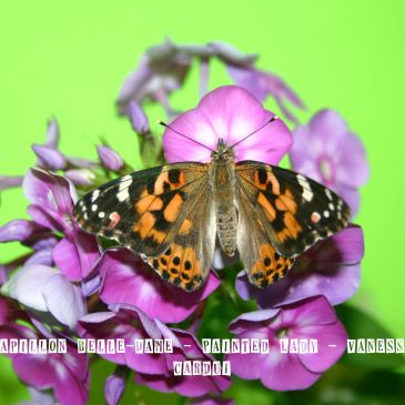 Papillon Belle-Dame sur une fleur violette.