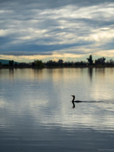 A lone bird swimming on a calm lake under a cloudy sky.