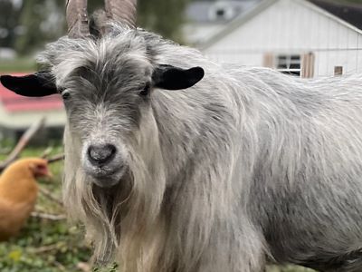 Guapo the goat, looking into the camera