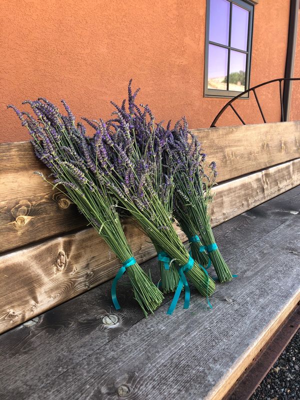 Fresh Lavender Bunch