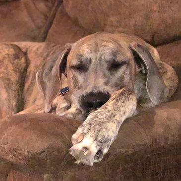 Brindled Great Dane sleeping with her head between her paws on the sofa