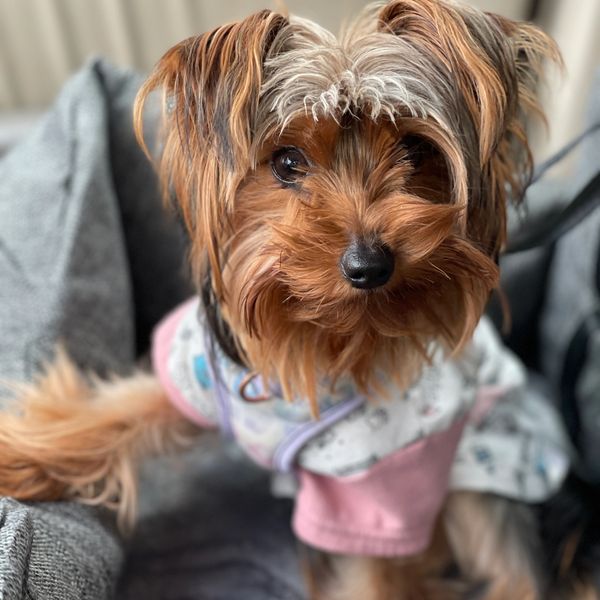 Small dog with brown fur wearing a pink outfit sitting on a gray couch.
