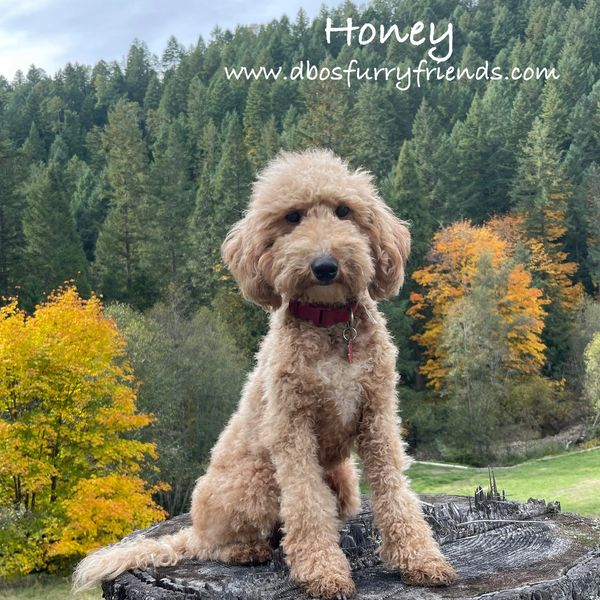 Curly-haired dog named Honey sitting on a tree stump in a forest.