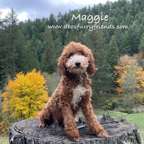 Curly brown and white dog sitting on a tree stump with autumn forest background.