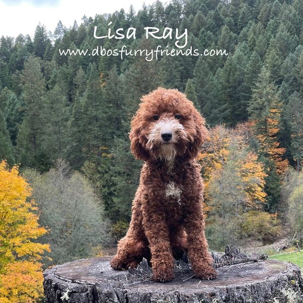 Curly brown dog sitting on a tree stump in a forest with autumn colors.