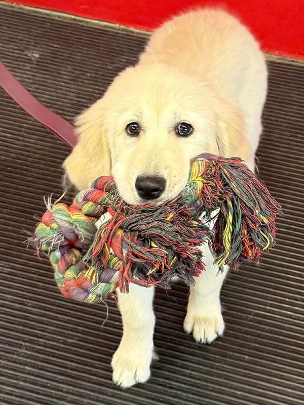 Golden retriever puppy holding a colorful rope toy in its mouth.