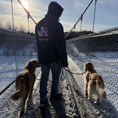 Person walking two dogs on a snowy suspension bridge during sunset.
