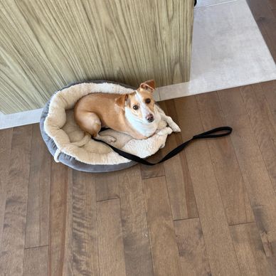 Small dog lying in a cozy pet bed on a wooden floor.